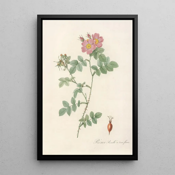 Rosa Rubiginosa Triflora - Pierre Joseph Redouté — gerahmtes Bild an der Wand