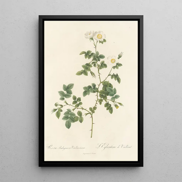 Rosa Rubiginosa Vaillantiana - Pierre Joseph Redouté — gerahmtes Bild an der Wand