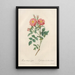 Rosa Rubiginosa Zabeth - Pierre Joseph Redouté — gerahmtes Bild an der Wand