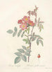 Rosa Rubrifolia - Pierre Joseph Redouté — Ansicht des Kunstwerks