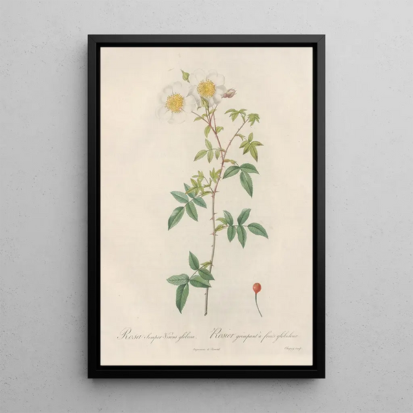 Rosa SemperVirens Globosa - Pierre Joseph Redouté — gerahmtes Bild an der Wand