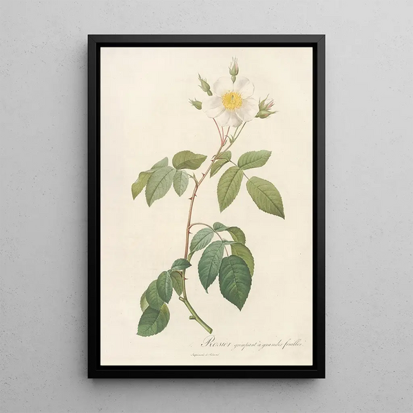 Rosa Sempervirens Latifolia - Pierre Joseph Redouté — gerahmtes Bild an der Wand