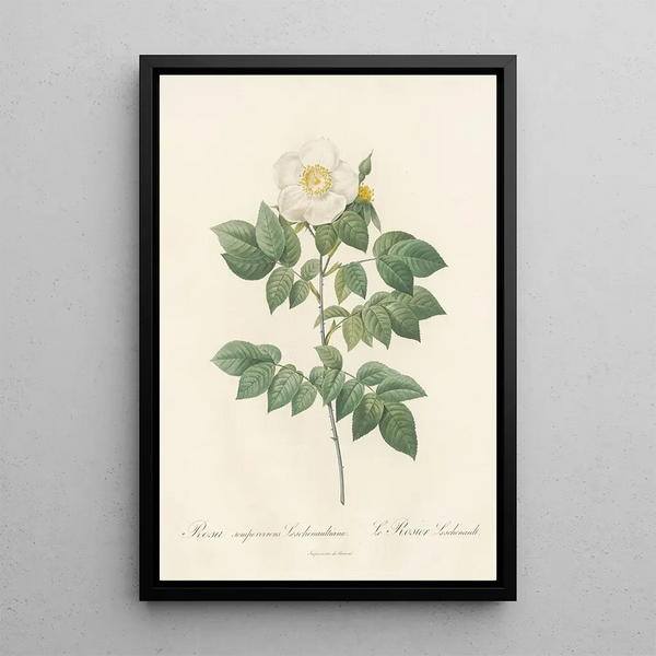 Rosa Sempervirens Leschenaultiana - Pierre Joseph Redouté — gerahmtes Bild an der Wand