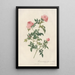 Rosa Sepium Flore Submultiplici - Pierre Joseph Redouté — gerahmtes Bild an der Wand