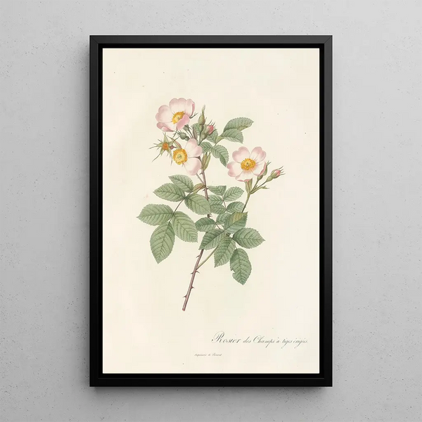 Rosa Stylosa - Pierre Joseph Redouté — gerahmtes Bild an der Wand
