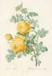 Rosa Sulfurea - Pierre Joseph Redouté — Ansicht des Kunstwerks