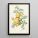 Rosa Sulfurea - Pierre Joseph Redouté — gerahmtes Bild an der Wand