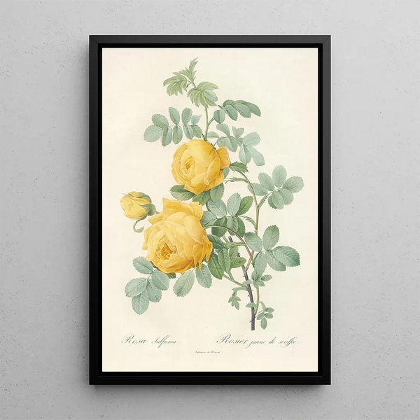 Rosa Sulfurea - Pierre Joseph Redouté — gerahmtes Bild an der Wand
