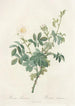 Rosa Tomentosa - Pierre Joseph Redouté — Ansicht des Kunstwerks