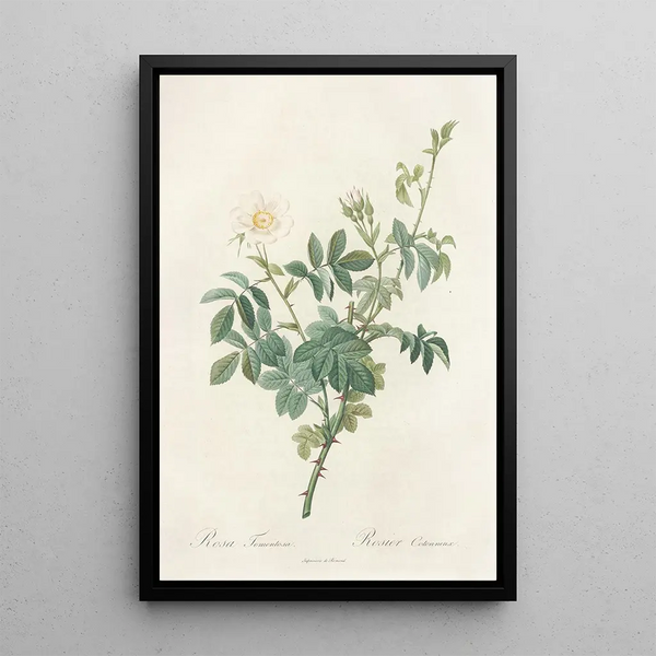 Rosa Tomentosa - Pierre Joseph Redouté — gerahmtes Bild an der Wand