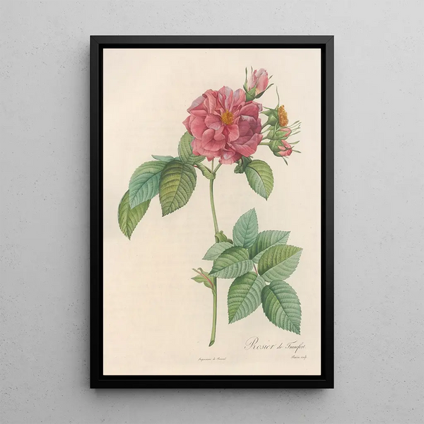 Rosa Turbinata - Pierre Joseph Redouté — gerahmtes Bild an der Wand