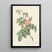 Rosa Villosa Therebenthina - Pierre Joseph Redouté — gerahmtes Bild an der Wand