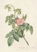 Rosa Villosa Therebenthina - Pierre Joseph Redouté — Ansicht des Kunstwerks
