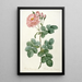 Rosier Aurore Poniatowska de La Couronne Des Roses - Pierre Joseph Redouté — gerahmtes Bild an der Wand