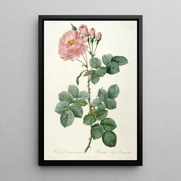 Rosier Aurore Poniatowska de La Couronne Des Roses - Pierre Joseph Redouté — gerahmtes Bild an der Wand