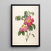 Rosier de Provinsi à fleurs roses et simples de La Couronne Des Roses - Pierre Joseph Redouté — gerahmtes Bild an der Wand