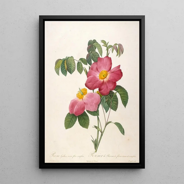 Rosier de Provinsi à fleurs roses et simples de La Couronne Des Roses - Pierre Joseph Redouté — gerahmtes Bild an der Wand