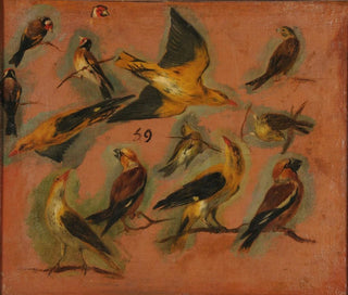 Pieter Boel - Chardonnerets oiseaux Stade de cration tude.webp