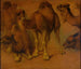 Dromedare und Dromedar-Köpfe - Pieter Boel — Ansicht des Kunstwerks