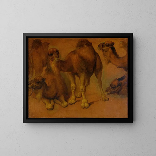 Pieter Boel - Dromadaires et ttes de dromadaires.webp