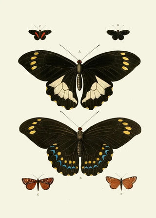 Pieter Cramer - De uitlandsche kapellen voorkomende in de drie waerelddeelen Asia Africa en America pl07.webp