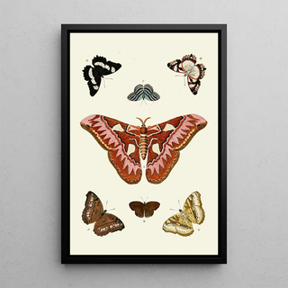 Pieter Cramer - De uitlandsche kapellen voorkomende in de drie waerelddeelen Asia Africa en America pl08.webp