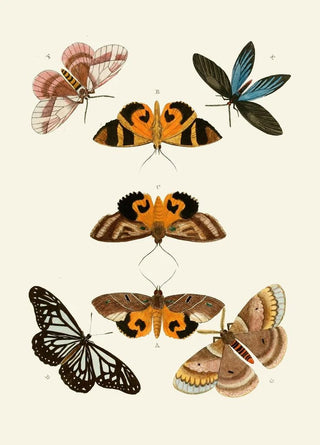 Pieter Cramer - De uitlandsche kapellen voorkomende in de drie waerelddeelen Asia Africa en America pl30.webp