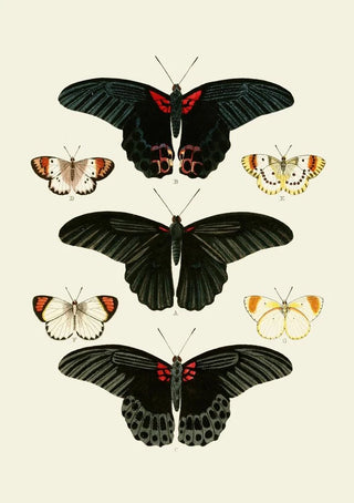 Pieter Cramer - De uitlandsche kapellen voorkomende in de drie waerelddeelen Asia Africa en America pl91.webp