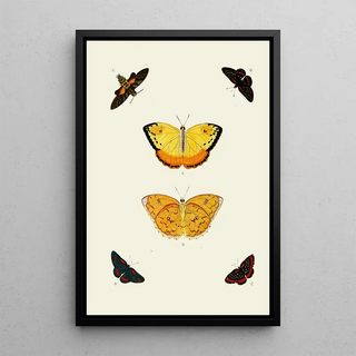 Pieter Cramer - De uitlandsche kapellen voorkomende in de drie waerelddeelen Asia Africa en America pl94.webp