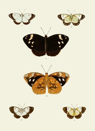 Pieter Cramer - De uitlandsche kapellen voorkomende in de drie waerelddeelen Asia Africa en America pl95.webp