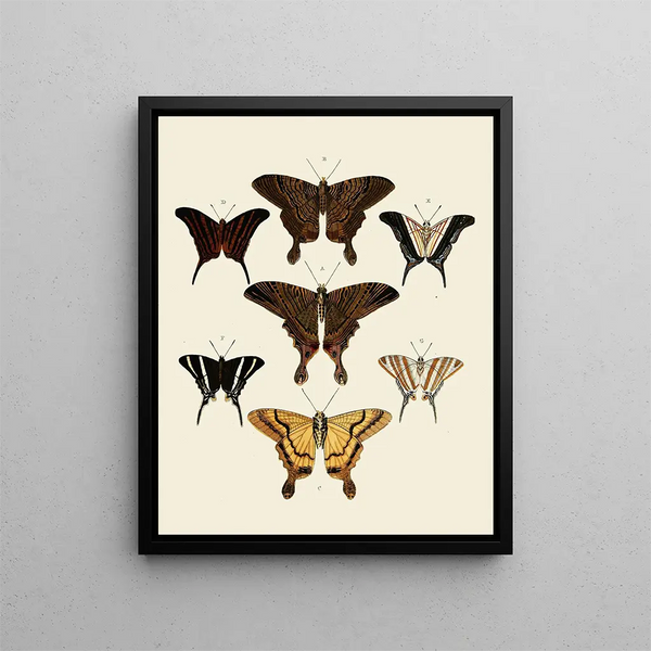 Pieter Cramer - Foreign butterflies occurring in the three continents Asia Africa and America Pl008.webp