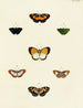 Schmetterlinge ausländischer Präsenz auf den drei Kontinenten Asien, Afrika und Amerika pl021 - Pieter Cramer — Ansicht des Kunstwerks