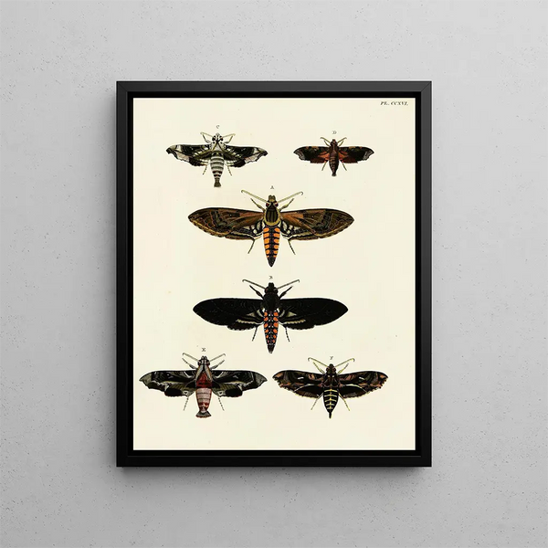 Pieter Cramer - Foreign butterflies occurring in the three continents Asia Africa and America Pl024.webp