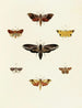 Schmetterlinge ausländischer Präsenz auf den drei Kontinenten Asien, Afrika und Amerika Pl054 - Pieter Cramer — Ansicht des Kunstwerks