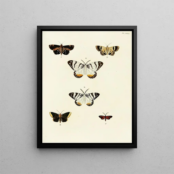 Pieter Cramer - Foreign butterflies occurring in the three continents Asia Africa and America Pl058.webp