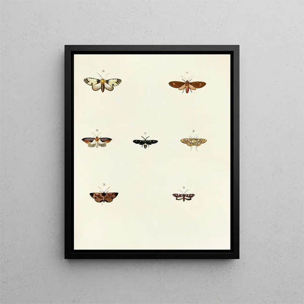 Pieter Cramer - Foreign butterflies occurring in the three continents Asia Africa and America Pl071.webp