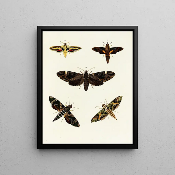 Pieter Cramer - Foreign butterflies occurring in the three continents Asia Africa and America Pl092.webp
