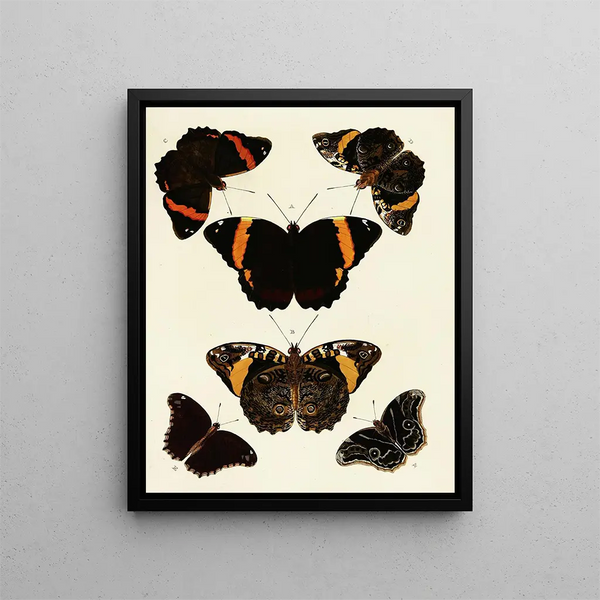 Pieter Cramer - Foreign butterflies occurring in the three continents Asia Africa and America Pl119.webp