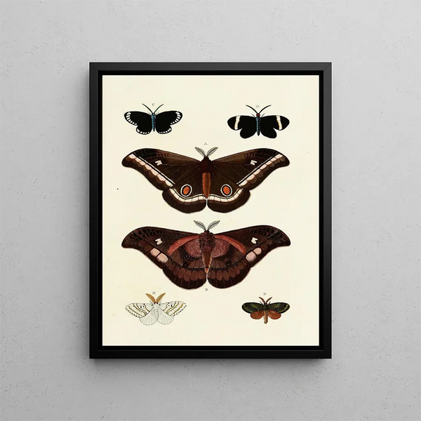Pieter Cramer - Foreign butterflies occurring in the three continents Asia Africa and America Pl128.webp