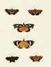 Schmetterlinge ausländischer Präsenz auf den drei Kontinenten Asien, Afrika und Amerika Pl129 - Pieter Cramer — Ansicht des Kunstwerks