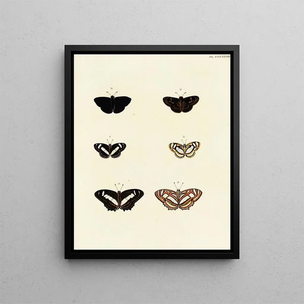 Pieter Cramer - Foreign butterflies occurring in the three continents Asia Africa and America Pl134.webp