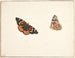 Studie einer Zeit-Schmetterlings, Vanessa cardui - Pieter Holsteijn — Ansicht des Kunstwerks