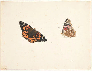 Studie einer Zeit-Schmetterlings, Vanessa cardui - Pieter Holsteijn — Ansicht des Kunstwerks