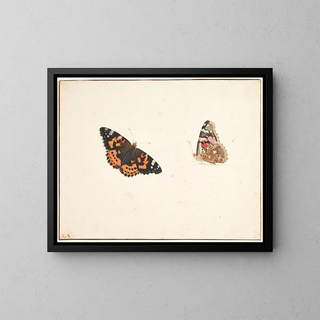 Studie einer Zeit-Schmetterlings, Vanessa cardui - Pieter Holsteijn — gerahmtes Bild an der Wand