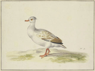 Pieter Holsteijn - Weie Ente mit braunen Flgeln roten Fen und Schnabel.webp