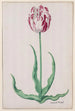 Studie einer Tulpe Ammirael Winckel - Pieter Holsteyn II — Ansicht des Kunstwerks