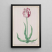 Studie einer Tulpe Ammirael Winckel - Pieter Holsteyn II — gerahmtes Bild an der Wand
