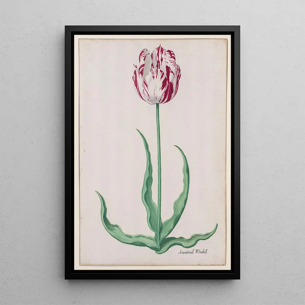 Pieter Holsteyn II - Study of a Tulip Ammirael Winckel.webp