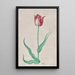 Studie einer Tulpe t roosje - Pieter Holsteyn II — gerahmtes Bild an der Wand