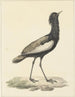 Baardtrap (Eupodotis bengalensis) - Pieter Pietersz Barbiers — Ansicht des Kunstwerks